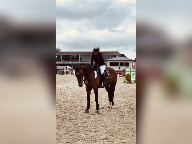 Holsteiner Stute 11 Jahre 167 cm Brauner in Hohenaspe