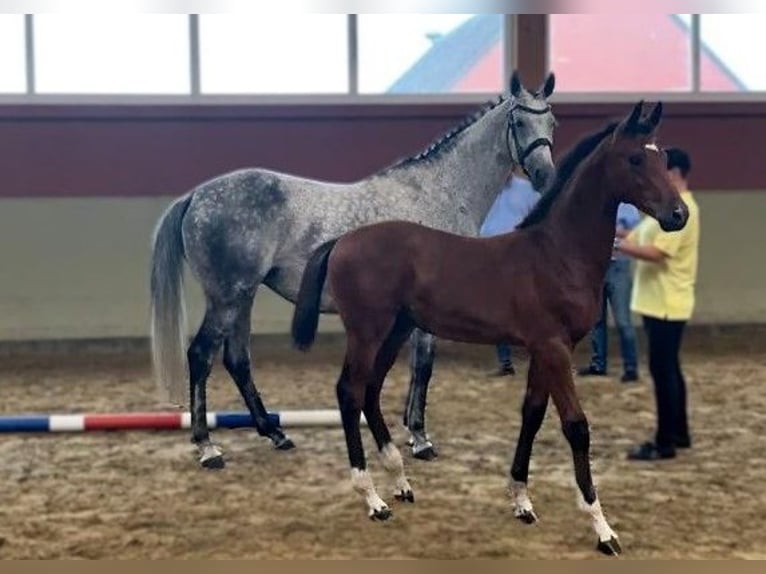 Holsteiner Stute 11 Jahre 167 cm Schimmel in Golzow