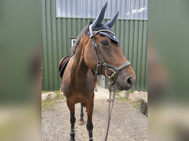 Holsteiner Stute 11 Jahre 168 cm Brauner in Kiel