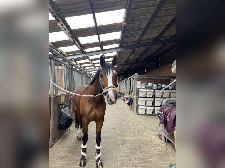 Holsteiner Stute 11 Jahre 168 cm Brauner in Vellmar