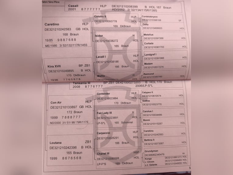 Holsteiner Stute 11 Jahre 168 cm Brauner in Lathen