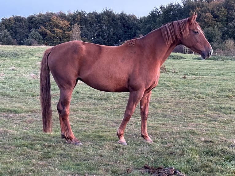 Holsteiner Stute 11 Jahre 168 cm Dunkelfuchs in Schuby
