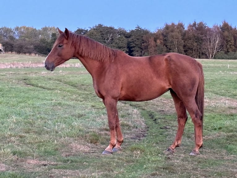 Holsteiner Stute 11 Jahre 168 cm Dunkelfuchs in Schuby
