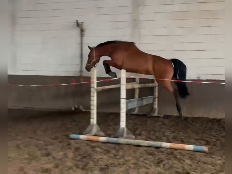 Holsteiner Stute 11 Jahre 169 cm Brauner in Bruchsal