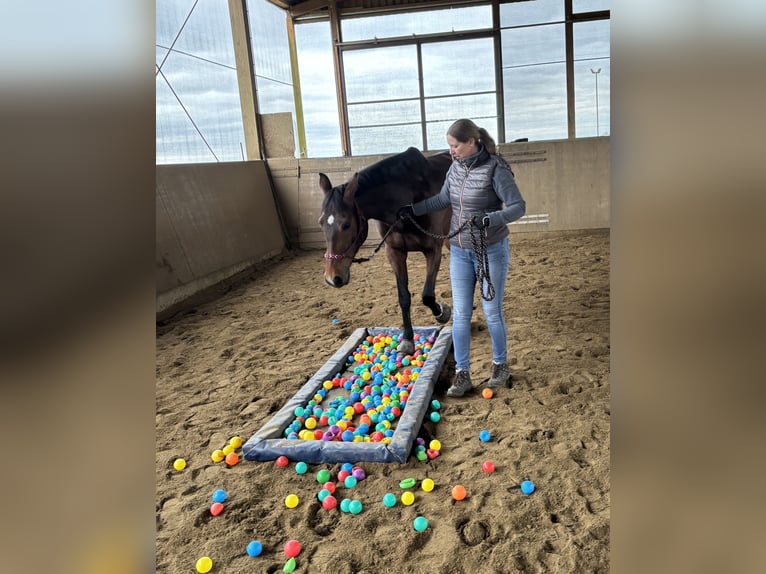 Holsteiner Stute 11 Jahre 170 cm Dunkelbrauner in Montabaur