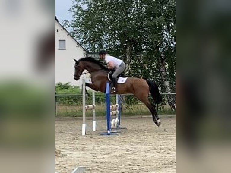 Holsteiner Stute 11 Jahre 170 cm Dunkelbrauner in Montabaur