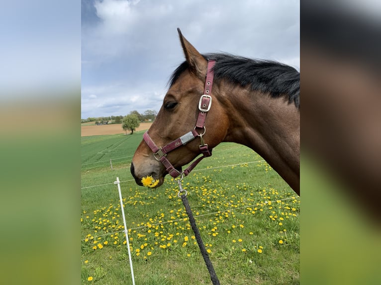 Holsteiner Stute 11 Jahre 170 cm Dunkelbrauner in Montabaur