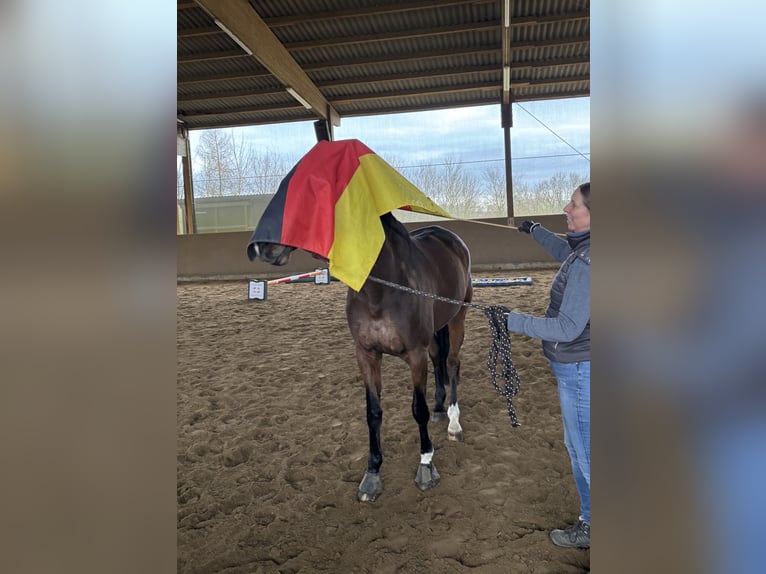 Holsteiner Stute 11 Jahre 170 cm Dunkelbrauner in Montabaur