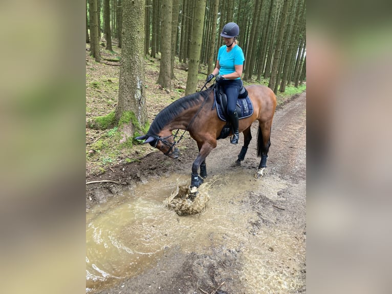 Holsteiner Stute 11 Jahre 170 cm Dunkelbrauner in Montabaur