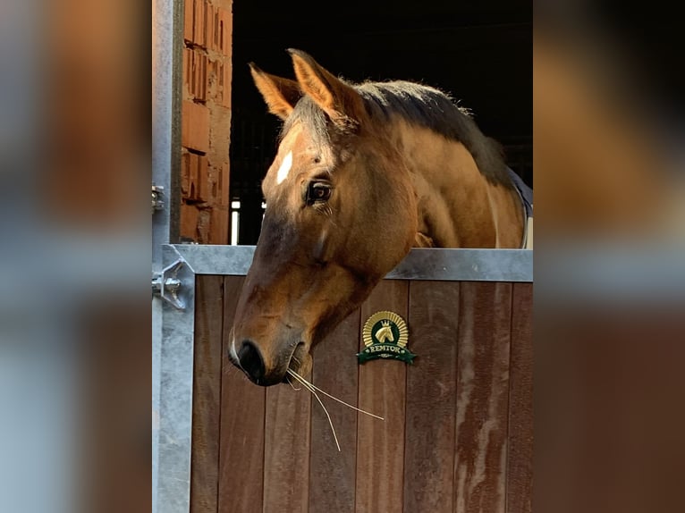 Holsteiner Stute 11 Jahre 170 cm Dunkelbrauner in Montabaur