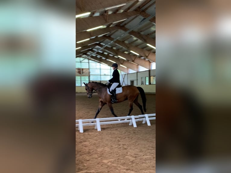Holsteiner Stute 11 Jahre 170 cm Dunkelbrauner in Montabaur