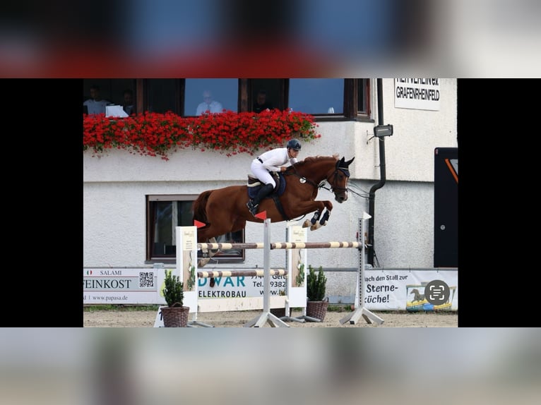 Holsteiner Stute 11 Jahre 170 cm Fuchs in Donnersdorf