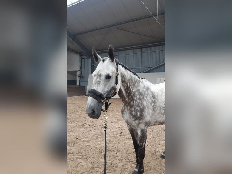 Holsteiner Stute 11 Jahre 170 cm Schimmel in Krak&#xF3;w