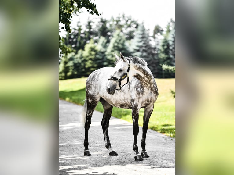 Holsteiner Stute 11 Jahre 170 cm Schimmel in Krak&#xF3;w