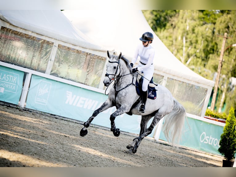 Holsteiner Stute 11 Jahre 170 cm Schimmel in Krak&#xF3;w