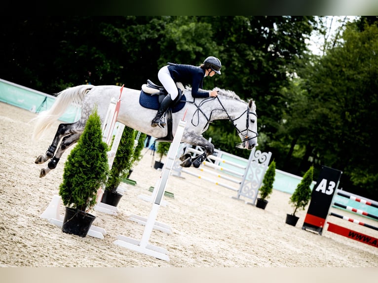 Holsteiner Stute 11 Jahre 170 cm Schimmel in Krak&#xF3;w