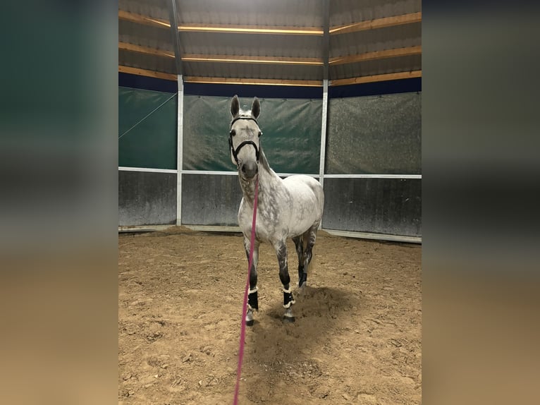 Holsteiner Stute 11 Jahre 170 cm Schimmel in Krak&#xF3;w
