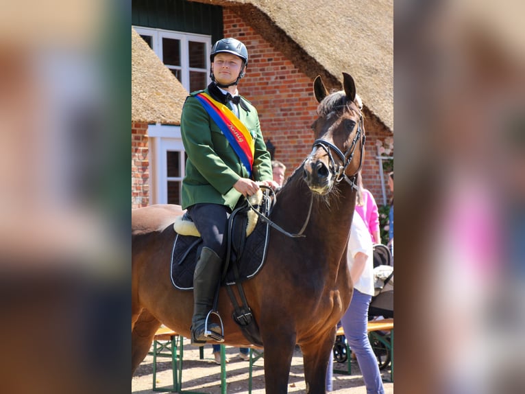 Holsteiner Stute 11 Jahre 172 cm Brauner in S&#xFC;dermarsch (Husum)