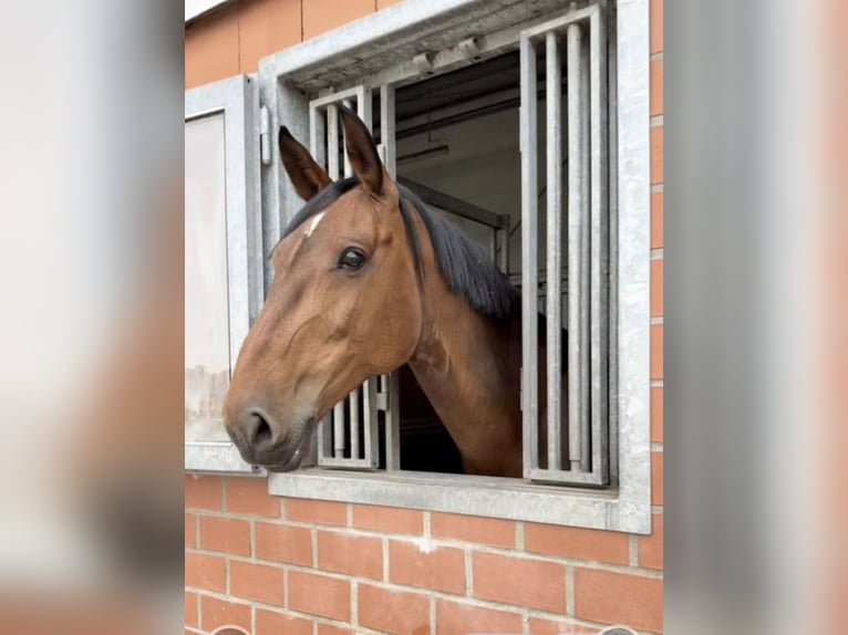 Holsteiner Stute 11 Jahre 172 cm Brauner in Neustadt am Rübenberge