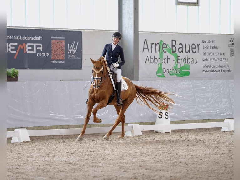 Holsteiner Stute 11 Jahre 172 cm Fuchs in Kammeltal