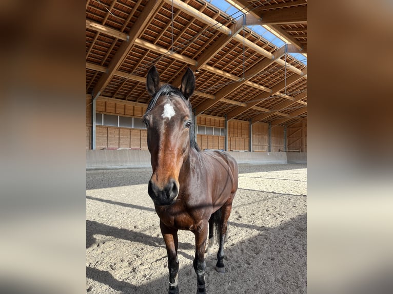 Holsteiner Stute 11 Jahre 173 cm Brauner in Ort im Innkreis