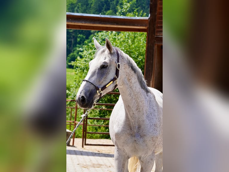 Holsteiner Stute 11 Jahre 173 cm Fliegenschimmel in Dietfurt an der Altm&#xFC;hl