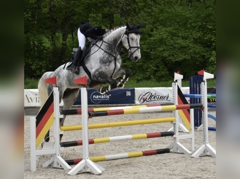 Holsteiner Stute 11 Jahre 173 cm Schimmel in Ruppertshofen Holsteiner Stute 11 Jahre 173 cm Schimmel in Ruppertshofen