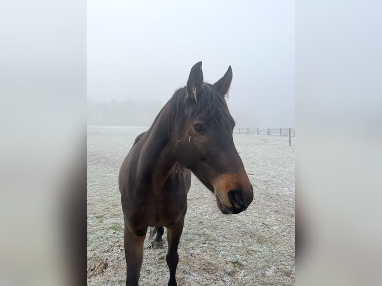 Holsteiner Stute 11 Jahre Dunkelbrauner in H&#xF6;velhof