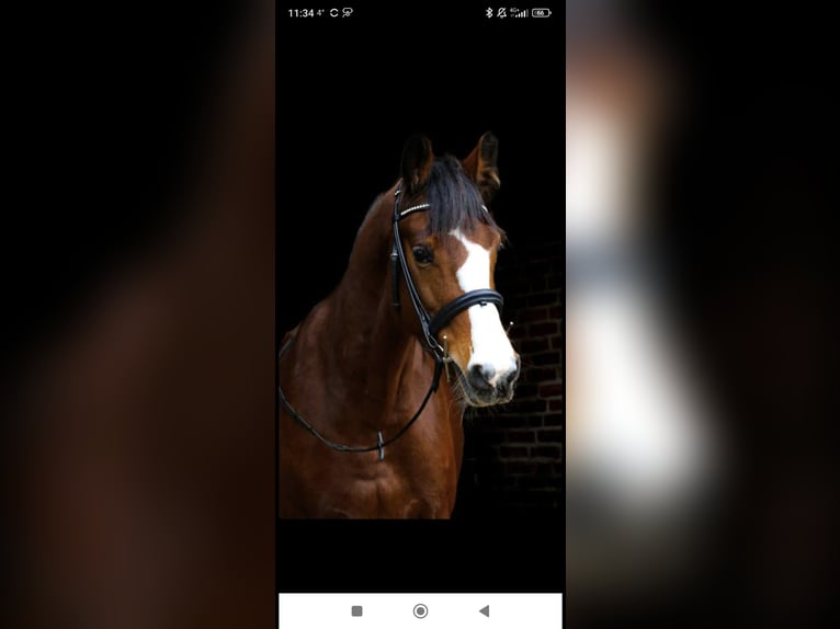 Holsteiner Stute 12 Jahre 162 cm Brauner in Wendeburg