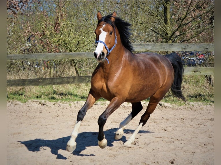 Holsteiner Stute 12 Jahre 162 cm Brauner in Wendeburg