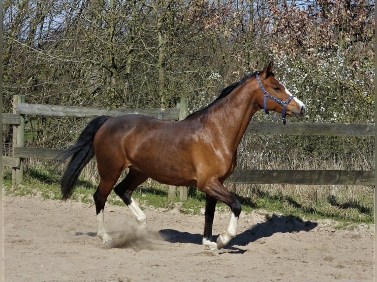 Holsteiner Stute 12 Jahre 162 cm Brauner in Wendeburg