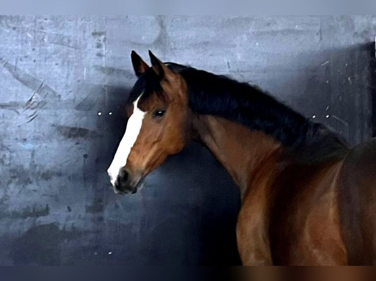 Holsteiner Stute 12 Jahre 162 cm Brauner in Wendeburg