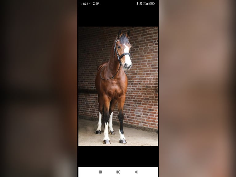 Holsteiner Stute 12 Jahre 162 cm Brauner in Wendeburg