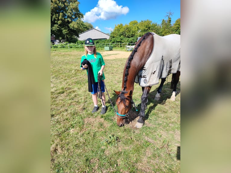 Holsteiner Stute 12 Jahre 163 cm Brauner in Diekhusen-Fahrstedt