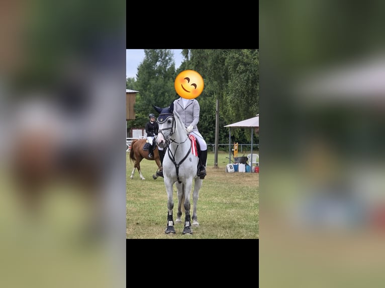 Holsteiner Stute 12 Jahre 163 cm Schimmel in Hamburg Kirchwerder