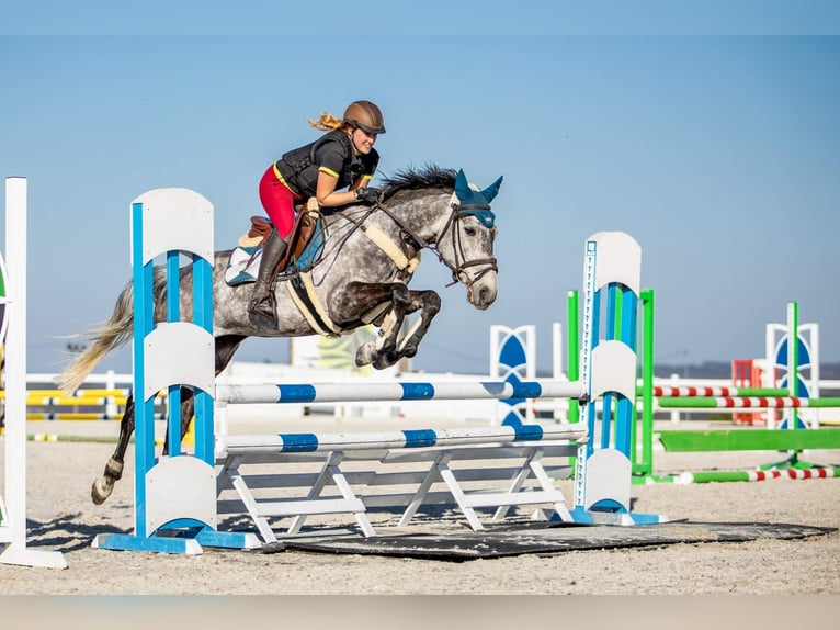 Holsteiner Stute 12 Jahre 163 cm Schimmel in Mautern
