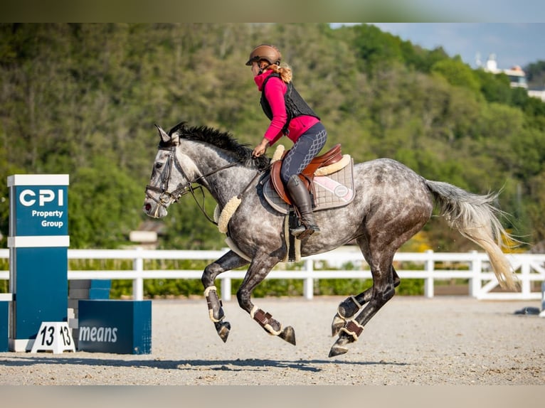 Holsteiner Stute 12 Jahre 163 cm Schimmel in Mautern