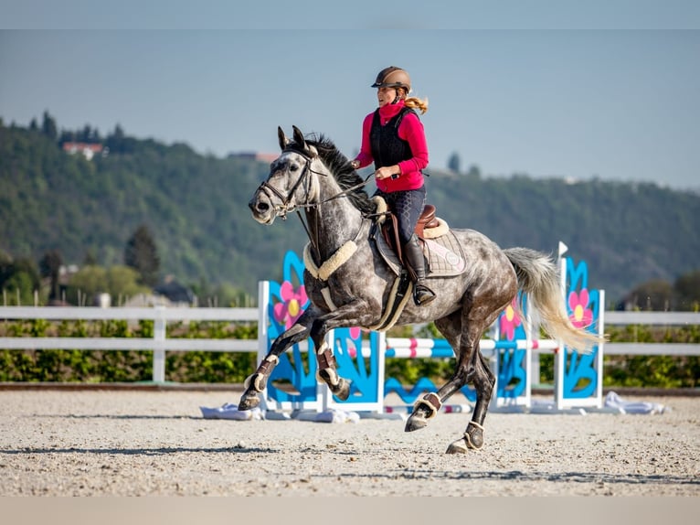 Holsteiner Stute 12 Jahre 163 cm Schimmel in Mautern
