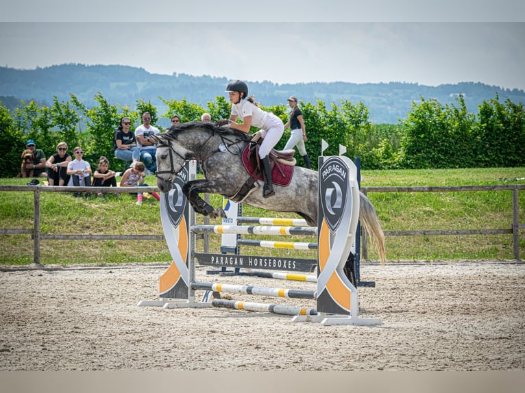 Holsteiner Stute 12 Jahre 163 cm Schimmel in Mautern
