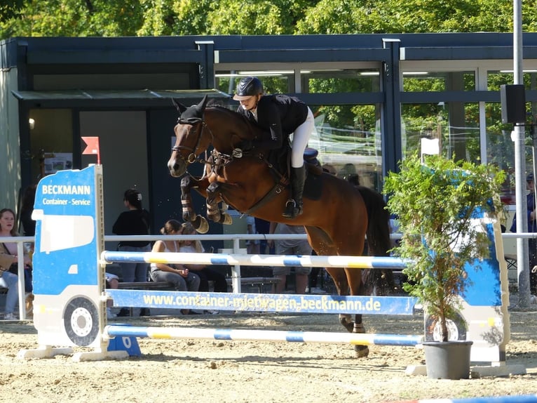 Holsteiner Stute 12 Jahre 164 cm Brauner in Kranenburg