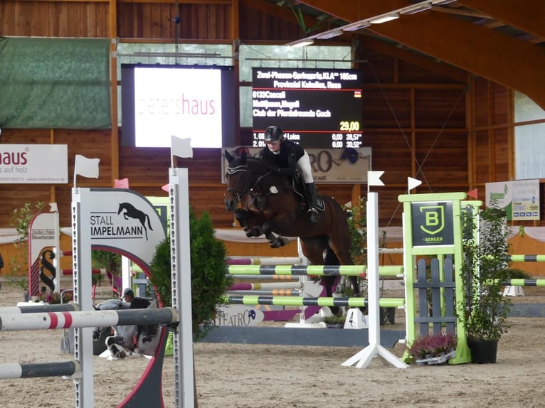 Holsteiner Stute 12 Jahre 164 cm Brauner in Kranenburg