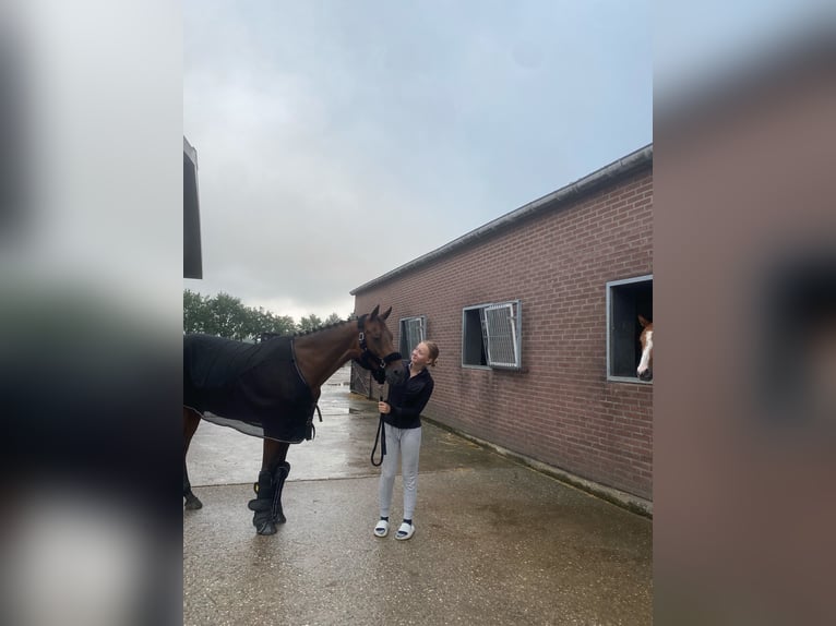 Holsteiner Stute 12 Jahre 164 cm Brauner in Kranenburg