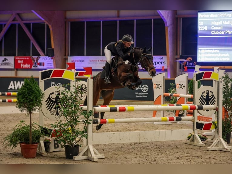 Holsteiner Stute 12 Jahre 164 cm Brauner in Kranenburg