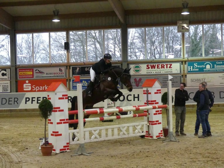 Holsteiner Stute 12 Jahre 164 cm Brauner in Kranenburg