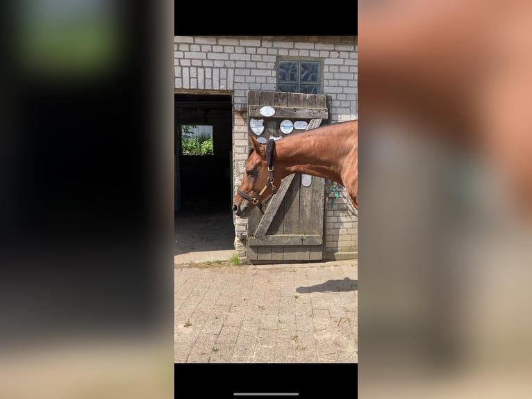 Holsteiner Stute 12 Jahre 165 cm Brauner in B&#xFC;delsdorf