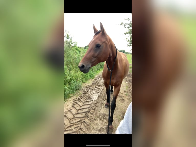 Holsteiner Stute 12 Jahre 165 cm Brauner in B&#xFC;delsdorf