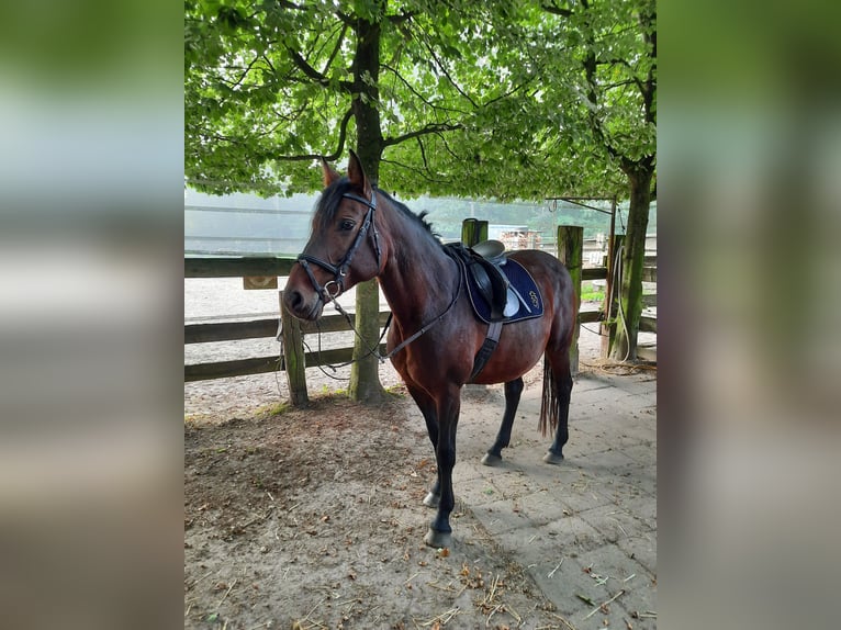 Holsteiner Stute 12 Jahre 165 cm Dunkelbrauner in Bispingen