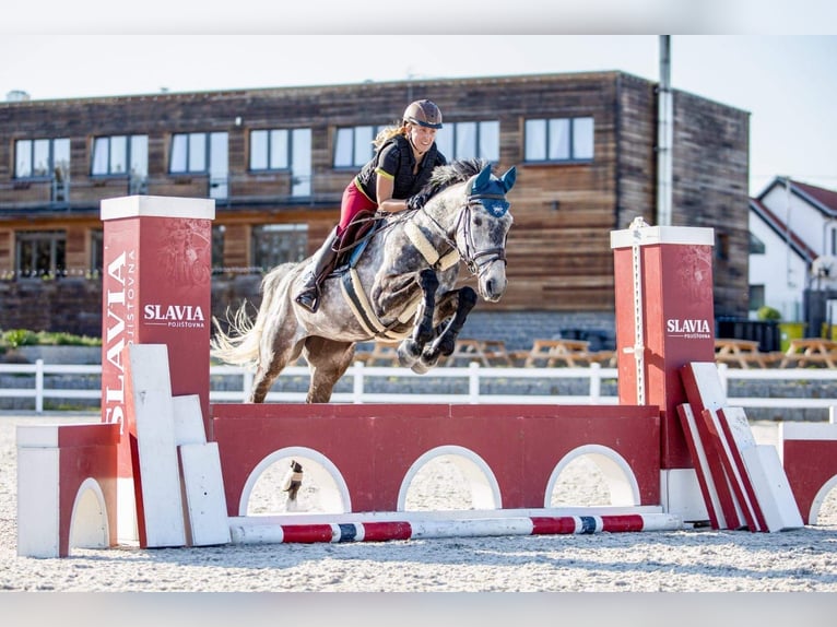 Holsteiner Stute 12 Jahre 165 cm Schimmel in Magdwiesen