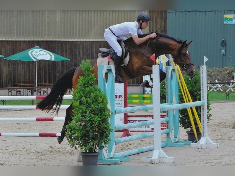 Holsteiner Stute 12 Jahre 165 cm in schotten