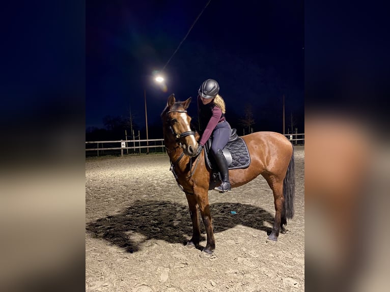 Holsteiner Stute 12 Jahre 166 cm Brauner in Lüneburg